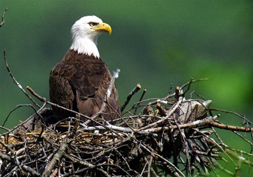 eagle in nest