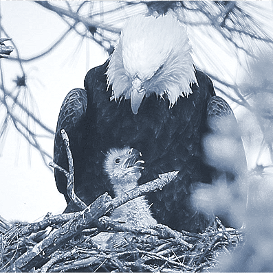 Mother and baby eagle in nest